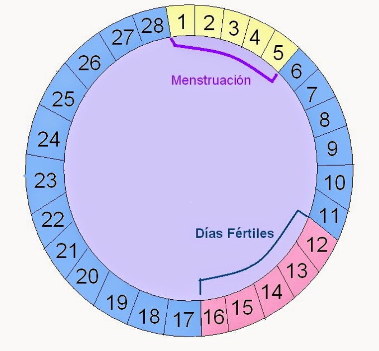 calculadora de ovulacion